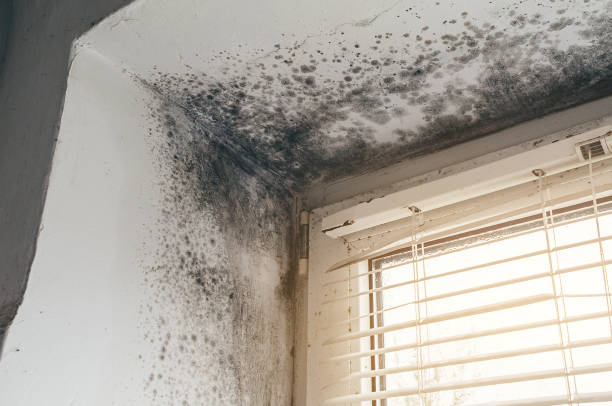 Trusted Attic Mold Removal service in Willingboro, NJ - Cheap Mold Removal