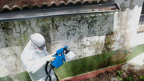 Trusted Mold Removal service in Willingboro, NJ - Cheap Mold Removal